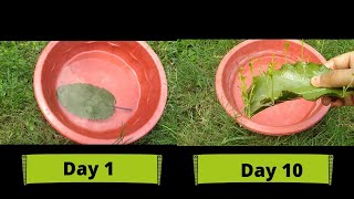 How to grow Bryophyllum pinnatumpattharchattaपत्थरचट्टा through cuttings in water [upl. by Nylakcaj]