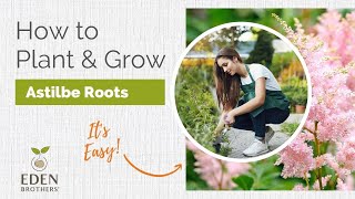 How to Plant and Grow Astilbe Roots [upl. by Hueston540]