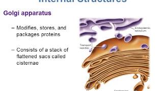 BI280 Chapter 5 A Survey of Eukaryotic Cells and Microorganisms  Part 1 of 3 [upl. by Atikram]