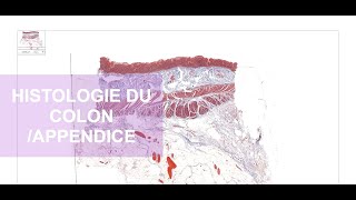 Histologie du colonAppendice [upl. by Orian]