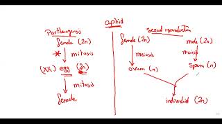 Ch3 From regeneration till parthenogenesis HW [upl. by Bourgeois]