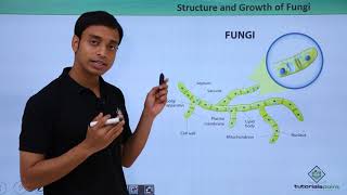 Class 11th – Fungi  Structure and growth  Biological Classification  Tutorials Point [upl. by Trude]