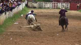 COLEO  Festival Folclórico del Rodeo en Tauramena [upl. by Etrem]