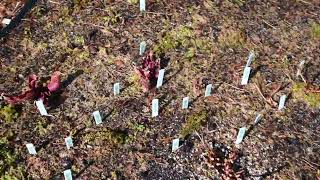 Lowes Death Cube Venus Fly Trap Update [upl. by Edroi484]