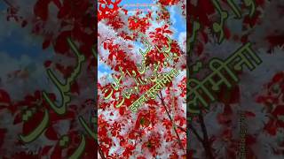 surah  Al Ahzab verse 35  innal Muslimeena wal Muslimaati Quran Sharif ki tilawat short youtube [upl. by Nylhtak]