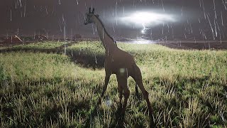 Exploring as a Giraffe  Animalia Survival [upl. by Gratiana]