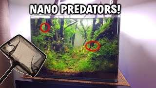 Adding NANO PREDATOR FISH To The Forest Aquarium [upl. by Noraf371]