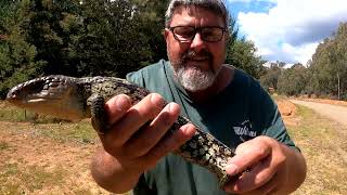 AWESOME Blotched Blue Tongue Lizard Or Blue Tongue Skink [upl. by Siron]