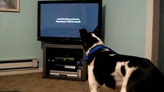 Dog sings to Two and a Half Men Theme Song [upl. by Frydman]