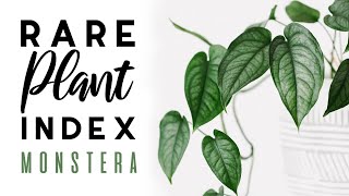 Rare Plant Index 5  Monstera  Uncommon to Extremely Rare Plants [upl. by Chere]