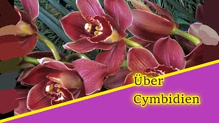 Basisiwissen Die Cymbidium braucht einen neuen Topf [upl. by Saffier]