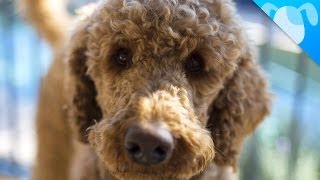 Labradoodle Facts [upl. by Nnylcaj643]