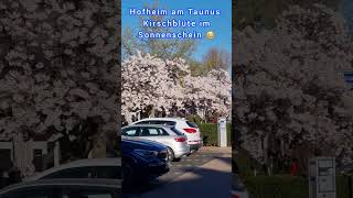 Hofheim am Taunus Kirschblüte im Sonnenschein 🌞🌞🌞 [upl. by Nedle]