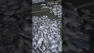 Fish Paplet trending fish fishing [upl. by Deehsar37]