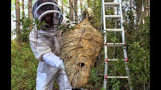 Massive BaldFaced Hornets Nest Removal [upl. by Scrivenor]