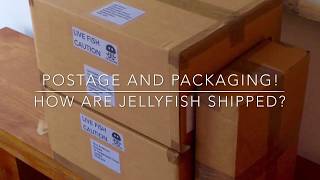 UK Jellyfish  How do we ship Jellyfish Postage and packaging [upl. by Grefer485]