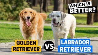 Golden Retriever vs Labrador Which Breed Is Right For You [upl. by Sadinoel]