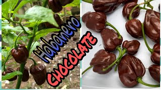 COMO PLANTAR PIMENTA HABANERO CHOCOLATE NO VASO Iníciomeio e fim completo [upl. by Isabella698]