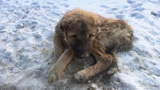 Burned and covered in cement the puppy trembled and tried not to collapse [upl. by Aisetra]