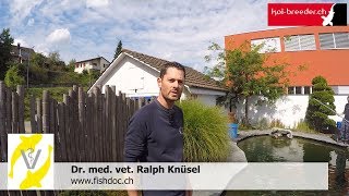 Notfallmassnahme Salzbad  Schritt für Schritt Anleitung vom fishdoc Ralph Knüsel [upl. by Eberhard575]