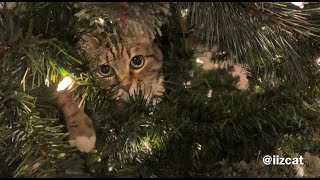 Christmas trees are really just fancy cat playgrounds [upl. by Delainey]