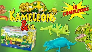 KAMELEONS amp CO Boite Complète de 16 Caméléons Pochettes Surprise Altaya Jouet Toy Review Juguetes [upl. by Reddy926]