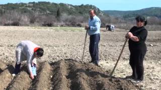 ΠΑΡΑΔΟΣΙΑΚΟ ΦΥΤΕΜΑ ΠΑΤΑΤΑΣ ΚΑΡΥΑ ΛΕΥΚΑΔΑΣ 4 3 2012 [upl. by Weihs]