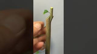 Best method and unique ideas for the grafting of fruit trees grafting plants garden tree​ [upl. by Gruver]