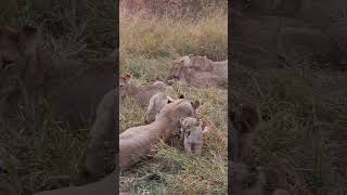 Baby lion crying for milk so cute AfricanSafariChannel wildlife gamedrive lions [upl. by Meredi]