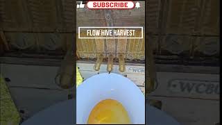 Flow Hive Bee Hive Harvest Honey [upl. by Axel]