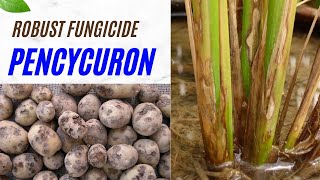 Pencycuron Fungicide Effective SoilBorne Disease Control for Potatoes Rice amp More fungicide [upl. by Quar]