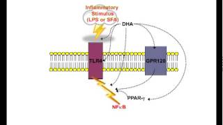 Omega3 fatty acids and inflammatory processes by Philip Calder [upl. by Jonette382]