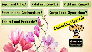 Difference between Sepal and Calyx Petal and Corolla Stamen and Androecium Pistil and Carpel [upl. by Sulrac104]