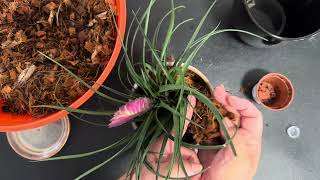 Repotting “tillandsia cyanea plant” [upl. by Manup]