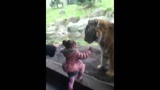 Tiger plays with child [upl. by Hgielak]