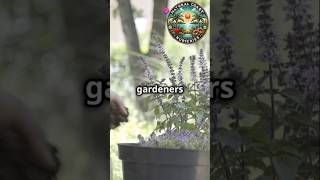 Starting Herbs From Seed  Quick Tip [upl. by Thornburg255]