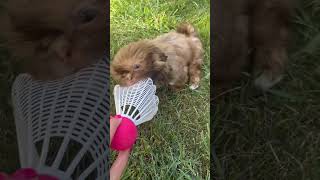 Puppy Shih Tzu playing with a birdie 10 weeks old [upl. by Tammie]