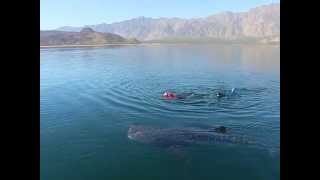 Whale Sharks Snorkeling in Baja  Las Animas EcoLodge Midriff Islands Sea of Cortez [upl. by Vevina]