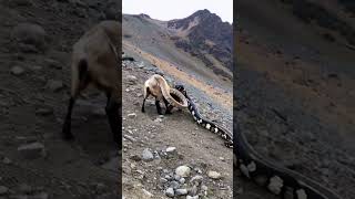 GIANT PYTHON ATTACKS MOUNTAIN GOAT animals python wildlife goat [upl. by Haidabo]