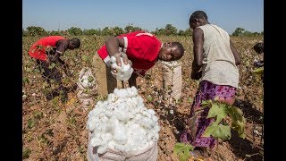 Vers un secteur cotonnier plus résilient au Burkina Faso [upl. by Dario455]