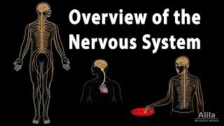 Overview of the Nervous System Animation [upl. by Arie]