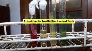 Acinetobacter lwoffii Biochemical Tests Demonstrations [upl. by Zoie]