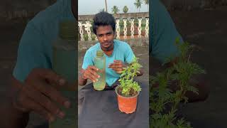 మొక్కకు మద్యం పోయడం what will happened pouring alcohol to the plant youtubeshorts [upl. by Ermengarde723]