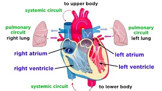 The Circulatory System Part 1 The Heart [upl. by Jonathon]