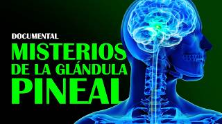 DOCUMENTAL Misterios de la Glándula Pineal y su Poder Escondido Según la Ciencia [upl. by Rutherford]