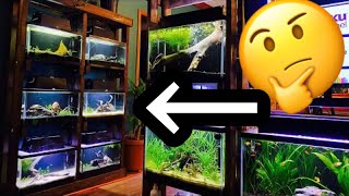 DIY Aquarium Rack for 10 gallon Tanks [upl. by Tripp]