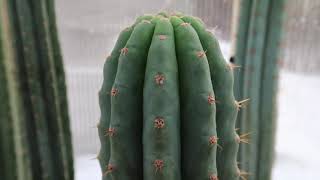 T pachanoi VS T bridgesii Botanical Comparison Video  Trichocereus [upl. by Hairacaz]