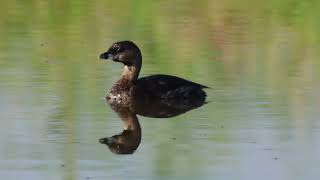 Pied billed Grebe 20230829 [upl. by Martainn]