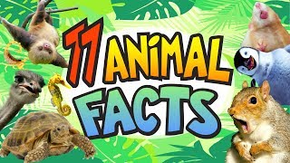 Fun Facts about ANIMALS [upl. by Ortensia]