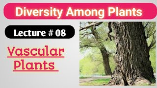 VASCULAR PLANTS  Class 11 Botany [upl. by Haodnanehs]